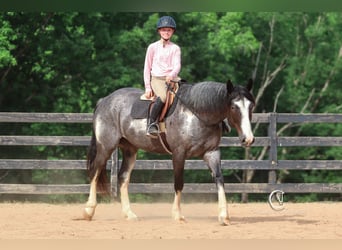American Quarter Horse Mix, Wałach, 8 lat, 152 cm, Karodereszowata