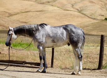 American Quarter Horse, Wałach, 8 lat, 152 cm, Siwa jabłkowita