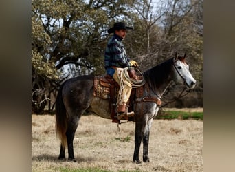 American Quarter Horse, Wałach, 8 lat, 152 cm, Siwa