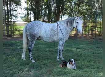 American Quarter Horse, Wałach, 8 lat, 152 cm, Siwa