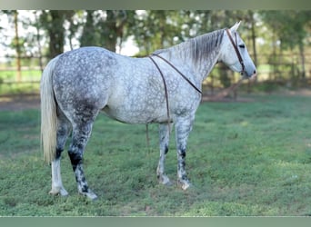 American Quarter Horse, Wałach, 8 lat, 152 cm, Siwa