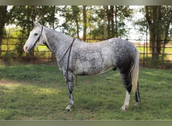 American Quarter Horse, Wałach, 8 lat, 152 cm, Siwa