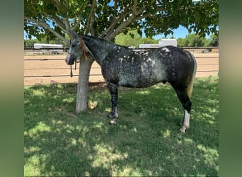 American Quarter Horse, Wałach, 8 lat, 152 cm, Siwa
