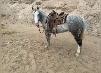 American Quarter Horse, Wałach, 8 lat, 152 cm, Siwa