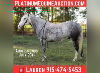 American Quarter Horse, Wałach, 8 lat, 152 cm, Siwa