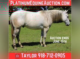American Quarter Horse, Wałach, 8 lat, 152 cm, Siwa