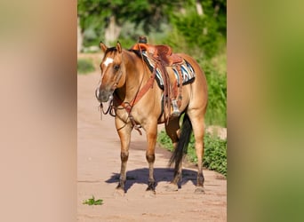 American Quarter Horse Mix, Wałach, 8 lat, 155 cm, Bułana