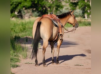 American Quarter Horse Mix, Wałach, 8 lat, 155 cm, Bułana