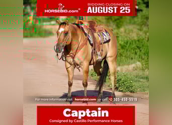 American Quarter Horse Mix, Wałach, 8 lat, 155 cm, Bułana