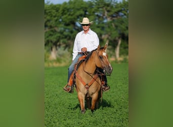 American Quarter Horse Mix, Wałach, 8 lat, 155 cm, Bułana