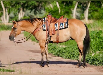 American Quarter Horse Mix, Wałach, 8 lat, 155 cm, Bułana