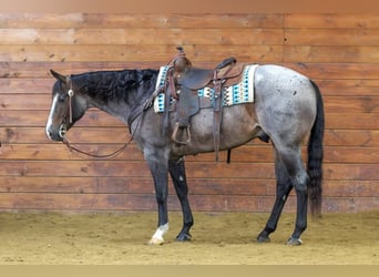 American Quarter Horse, Wałach, 8 lat, 155 cm, Gniadodereszowata