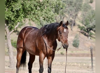 American Quarter Horse, Wałach, 8 lat, 155 cm, Gniadodereszowata