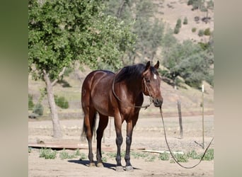 American Quarter Horse, Wałach, 8 lat, 155 cm, Gniadodereszowata