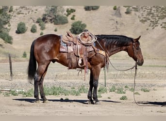 American Quarter Horse, Wałach, 8 lat, 155 cm, Gniadodereszowata