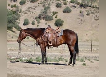 American Quarter Horse, Wałach, 8 lat, 155 cm, Gniadodereszowata