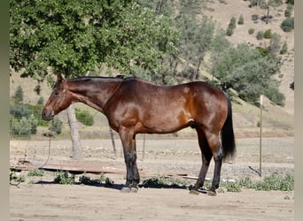American Quarter Horse, Wałach, 8 lat, 155 cm, Gniadodereszowata