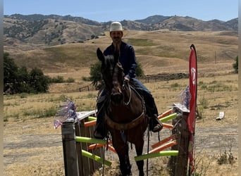 American Quarter Horse, Wałach, 8 lat, 155 cm, Gniadodereszowata