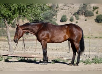 American Quarter Horse, Wałach, 8 lat, 155 cm, Gniadodereszowata