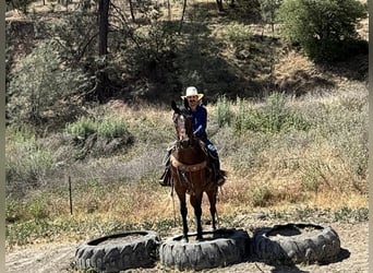American Quarter Horse, Wałach, 8 lat, 155 cm, Gniadodereszowata
