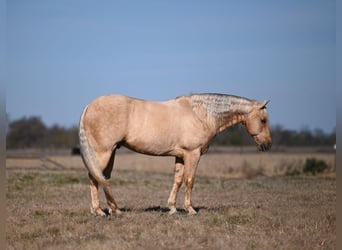 American Quarter Horse, Wałach, 8 lat, 155 cm, Izabelowata