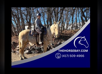 American Quarter Horse, Wałach, 8 lat, 155 cm, Izabelowata