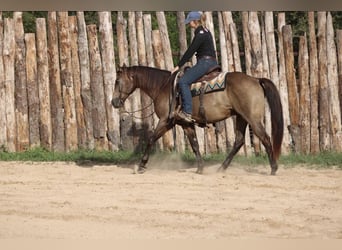 American Quarter Horse, Wałach, 8 lat, 155 cm, Jelenia