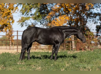 American Quarter Horse, Wałach, 8 lat, 155 cm, Karodereszowata