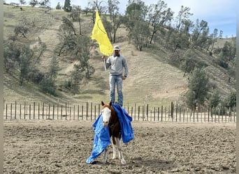 American Quarter Horse, Wałach, 8 lat, 155 cm, Overo wszelkich maści