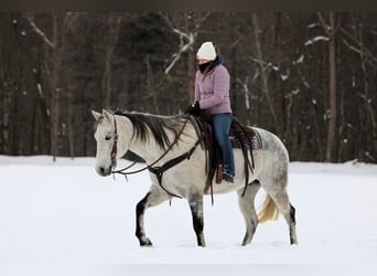 American Quarter Horse, Wałach, 8 lat, 155 cm, Siwa