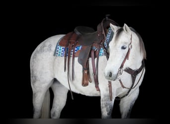 American Quarter Horse, Wałach, 8 lat, 155 cm, Siwa