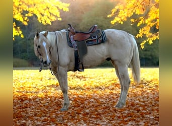 American Quarter Horse, Wałach, 8 lat, 157 cm, Izabelowata