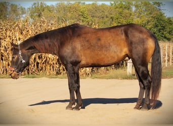 American Quarter Horse, Wałach, 8 lat, 157 cm, Jelenia
