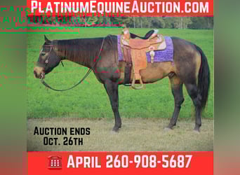 American Quarter Horse, Wałach, 8 lat, 157 cm, Jelenia