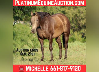 American Quarter Horse, Wałach, 8 lat, 157 cm, Jelenia