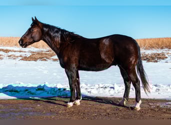 American Quarter Horse, Wałach, 8 lat, 157 cm, Kara