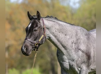 American Quarter Horse, Wałach, 8 lat, 157 cm, Karodereszowata