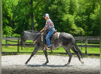 American Quarter Horse, Wałach, 8 lat, 157 cm, Karodereszowata