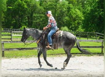American Quarter Horse, Wałach, 8 lat, 157 cm, Karodereszowata