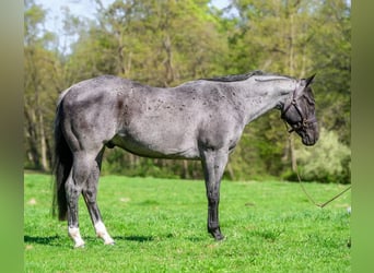 American Quarter Horse, Wałach, 8 lat, 157 cm, Karodereszowata