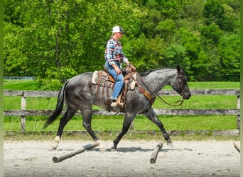 American Quarter Horse, Wałach, 8 lat, 157 cm, Karodereszowata