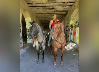American Quarter Horse, Wałach, 8 lat, 157 cm, Karodereszowata