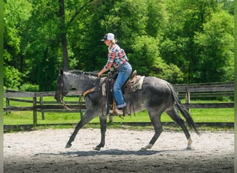 American Quarter Horse, Wałach, 8 lat, 157 cm, Karodereszowata