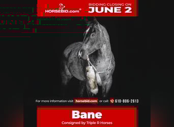 American Quarter Horse, Wałach, 8 lat, 157 cm, Karodereszowata