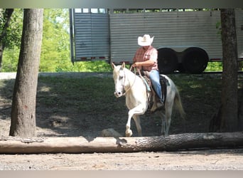 American Quarter Horse, Wałach, 8 lat, 157 cm, Siwa