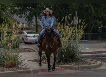 American Quarter Horse, Wałach, 8 lat, 160 cm, Gniada