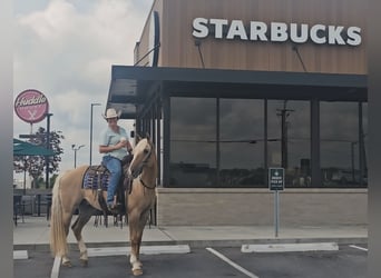 American Quarter Horse, Wałach, 8 lat, 160 cm, Izabelowata