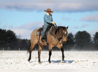 American Quarter Horse, Wałach, 8 lat, 160 cm, Jelenia