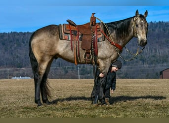 American Quarter Horse, Wałach, 8 lat, 160 cm, Jelenia