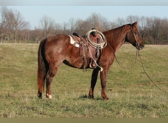 American Quarter Horse, Wałach, 8 lat, 160 cm, Kasztanowatodereszowata